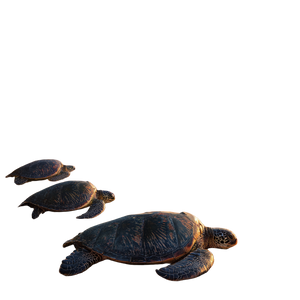 Hawaiian Sunset Turtles Vinyl Car Decal Sticker – Waterproof & UV-Resistant 3.4133333333333336" Hawaiian Sunset Turtles Vinyl Car Decal Sticker – Waterproof & UV-Resistant 3.4133333333333336"