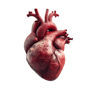 Anatomical Heart V3 Vinyl Car Decal Sticker – Waterproof & UV-Resistant 3.4133333333333336"
