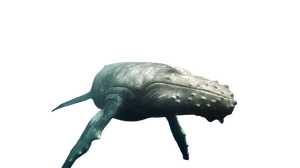 Giant White Whale V3 Vinyl Car Decal Sticker – Waterproof & UV-Resistant 5.4