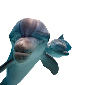 Dolphin Selfie V2 Vinyl Car Decal Sticker – Waterproof & UV-Resistant 3.4133333333333336"