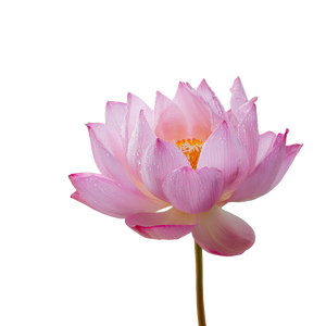 Pink Lotus V2 Vinyl Car Decal Sticker – Waterproof & UV-Resistant 6.826666666666667"