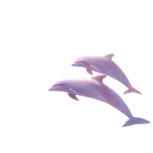 Heavenly Dolphins Vinyl Car Decal Sticker – Waterproof & UV-Resistant 3.4133333333333336"