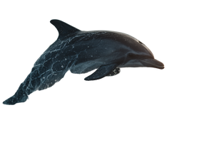 Playful Dolphin Leap Vinyl Car Decal Sticker – Waterproof & UV-Resistant 2.986666666666667"