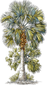 Majesty Palm Vinyl Car Decal Sticker – Waterproof & UV-Resistant 9.706666666666667"
