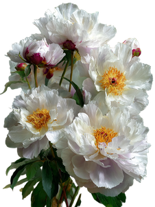 White Peonies V3 Vinyl Car Decal Sticker – Waterproof & UV-Resistant 4.1066666666666665"