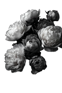 Blooming Peonies Close-Up V2 Vinyl Car Decal Sticker – Waterproof & UV-Resistant 4.4