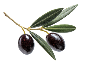 Olive Branch Closeup Vinyl Car Decal Sticker – Waterproof & UV-Resistant 6.1866666666666665"