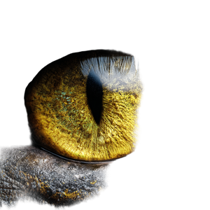Yellow Eye Closeup Vinyl Car Decal Sticker – Waterproof & UV-Resistant 3.4133333333333336"