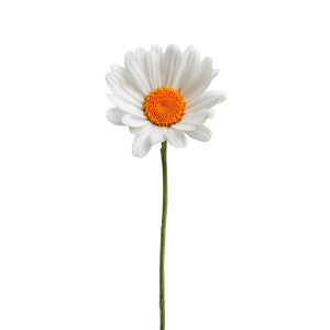 White Daisy V2 Vinyl Car Decal Sticker – Waterproof & UV-Resistant 6.826666666666667"