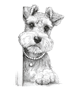 Schnauzer Puppy Peeking V2 Vinyl Car Decal Sticker – Waterproof & UV-Resistant 8.0"