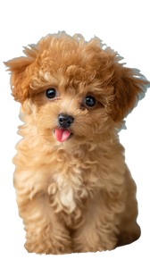 Toy Poodle Puppy V5 Vinyl Car Decal Sticker – Waterproof & UV-Resistant 4.8533333333333335"