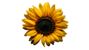 Big Sunflower V2 Vinyl Car Decal Sticker – Waterproof & UV-Resistant 2.72"