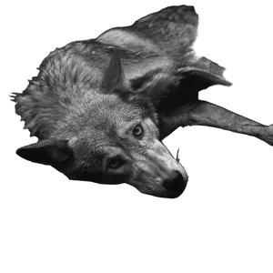 Skeletal Wolf Vinyl Car Decal Sticker – Waterproof & UV-Resistant 3.4133333333333336"