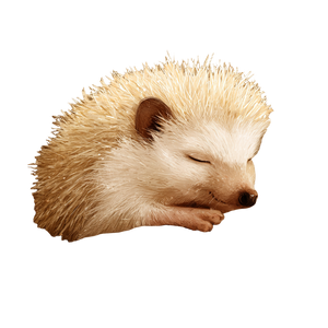 Sleeping Baby Hedgehog Vinyl Car Decal Sticker – Waterproof & UV-Resistant 3.4133333333333336"