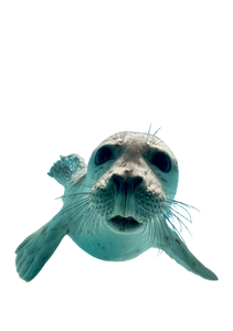 Baby Seal Swimming Vinyl Car Decal Sticker – Waterproof & UV-Resistant 4.32"