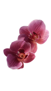 Magenta Orchids Vinyl Car Decal Sticker – Waterproof & UV-Resistant 4.8533333333333335"