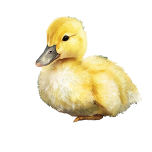 Fluffy Duckling Illustration Vinyl Car Decal Sticker – Waterproof & UV-Resistant 3.4133333333333336"