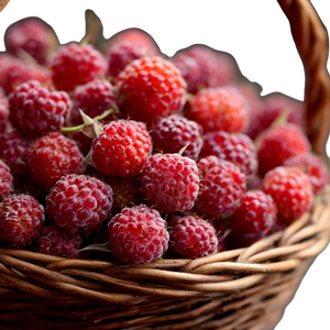 Raspberries Basket Vinyl Car Decal Sticker – Waterproof & UV-Resistant 6.826666666666667"
