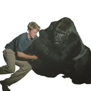 Teen Vs Gorilla Vinyl Car Decal Sticker – Waterproof & UV-Resistant 6.826666666666667"