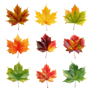 Maple Leaves Collection Vinyl Car Decal Sticker – Waterproof & UV-Resistant 6.826666666666667"