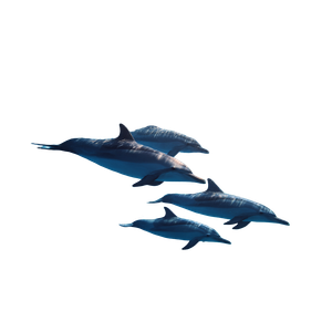 Dolphin Pod Swimming V3 Vinyl Car Decal Sticker – Waterproof & UV-Resistant 3.4133333333333336"
