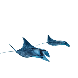 Bahamas Manta Rays Vinyl Car Decal Sticker – Waterproof & UV-Resistant 3.4133333333333336"