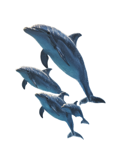 Dolphin Family Silhouette Vinyl Car Decal Sticker – Waterproof & UV-Resistant 8.213333333333333"