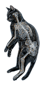 Bombay Cat Diagram Vinyl Car Decal Sticker – Waterproof & UV-Resistant 10.2