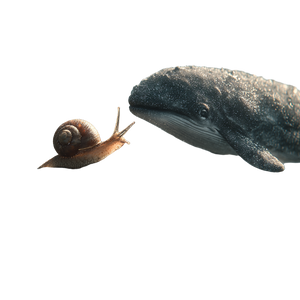 Whale In Snail Vinyl Car Decal Sticker – Waterproof & UV-Resistant 6.826666666666667"
