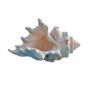 Ornate Seashell Float Vinyl Car Decal Sticker – Waterproof & UV-Resistant 3.4133333333333336"