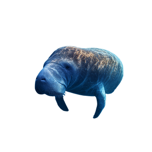 Majestic Manatee Portrait Vinyl Car Decal Sticker – Waterproof & UV-Resistant 6.826666666666667" Majestic Manatee Portrait Vinyl Car Decal Sticker – Waterproof & UV-Resistant 6.826666666666667"