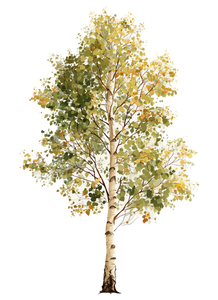 Birch Aspen Tree Vinyl Car Decal Sticker – Waterproof & UV-Resistant 8.533333333333333"