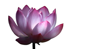 Glowing Pink Lotus Vinyl Car Decal Sticker – Waterproof & UV-Resistant 5.4