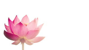 Pink Lotus Bloom V20 Vinyl Car Decal Sticker – Waterproof & UV-Resistant 5.4