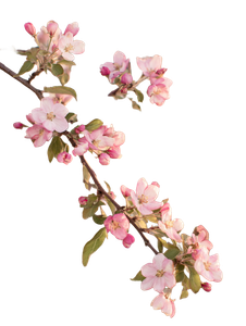 Blossoming Apple Branch V2 Vinyl Car Decal Sticker – Waterproof & UV-Resistant 8.213333333333333"