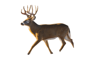 Whitetail Deer Buck Vinyl Car Decal Sticker – Waterproof & UV-Resistant 6.1866666666666665"