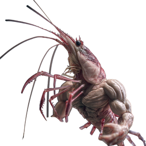 Muscular Prawn Vinyl Car Decal Sticker – Waterproof & UV-Resistant 3.4133333333333336" Muscular Prawn Vinyl Car Decal Sticker – Waterproof & UV-Resistant 3.4133333333333336"
