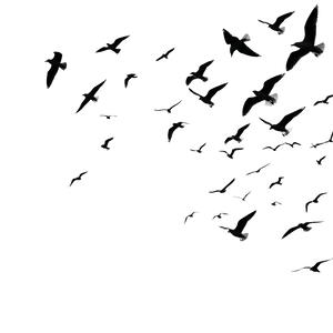 Flying Seagulls Silhouettes Vinyl Car Decal Sticker – Waterproof & UV-Resistant 3.4133333333333336"