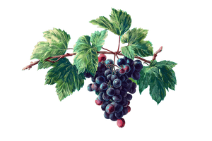 Grape Bunch Vinyl Car Decal Sticker – Waterproof & UV-Resistant 5.97333333333333