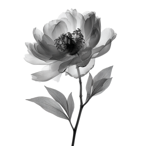 X-Ray Peony Flower V2 Vinyl Car Decal Sticker – Waterproof & UV-Resistant 3.4133333333333336"