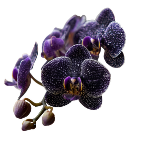 Gorgeous Orchid Blooms Vinyl Car Decal Sticker – Waterproof & UV-Resistant 3.4133333333333336"