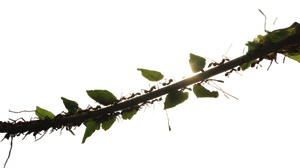 Leafcutter Ants Silhouette Vinyl Car Decal Sticker – Waterproof & UV-Resistant 5.4