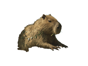 Capybara Poker King Vinyl Car Decal Sticker – Waterproof & UV-Resistant 6.1866666666666665"