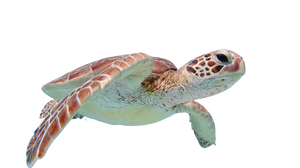 Graceful Turtle Vinyl Car Decal Sticker – Waterproof & UV-Resistant 2.72"