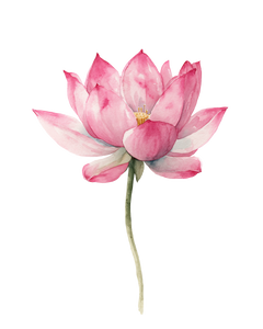 Pink Lotus Flower V6 Vinyl Car Decal Sticker – Waterproof & UV-Resistant 8.0"