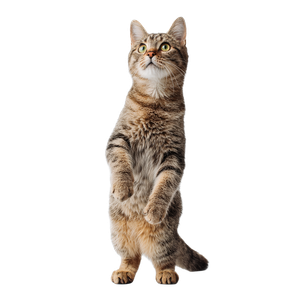 Scared Standing Cat Vinyl Car Decal Sticker – Waterproof & UV-Resistant 3.4133333333333336"