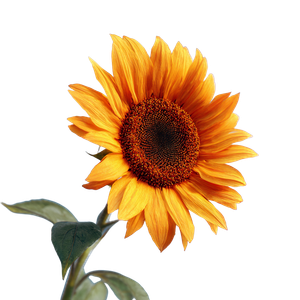 Realistic Sunflower V2 Vinyl Car Decal Sticker – Waterproof & UV-Resistant 6.826666666666667"