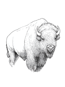 American Bison Sketch Vinyl Car Decal Sticker – Waterproof & UV-Resistant 4.1066666666666665"