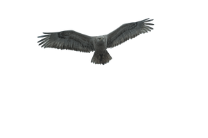 Giant Glitch Eagle Vinyl Car Decal Sticker – Waterproof & UV-Resistant 2.986666666666667"