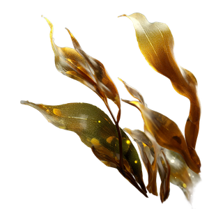 Seaweed And Microalgae Vinyl Car Decal Sticker – Waterproof & UV-Resistant 3.4133333333333336"